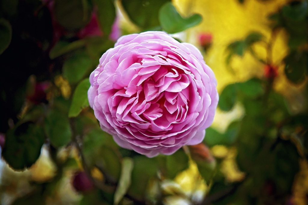 Roses garden Hyde Park