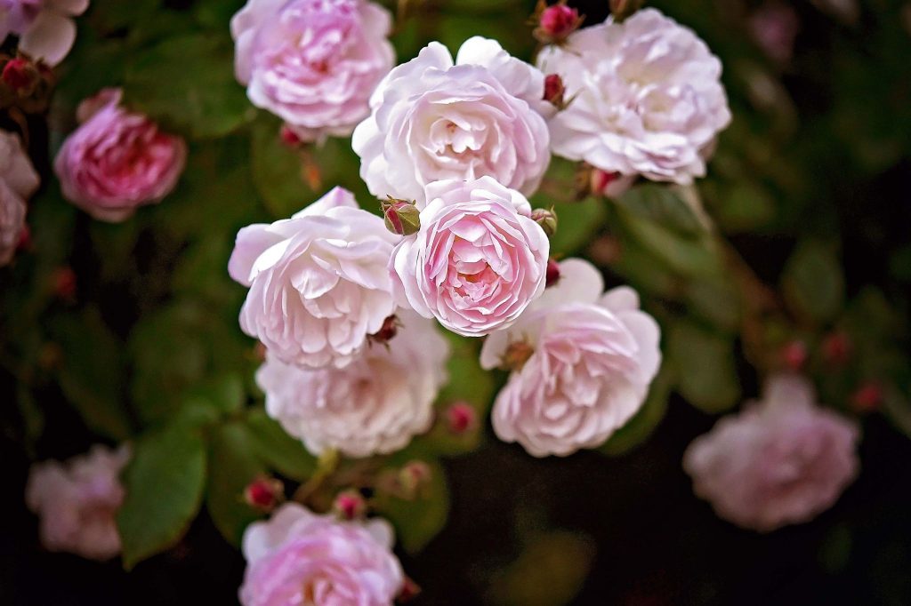 Roses Garden Hyde Park